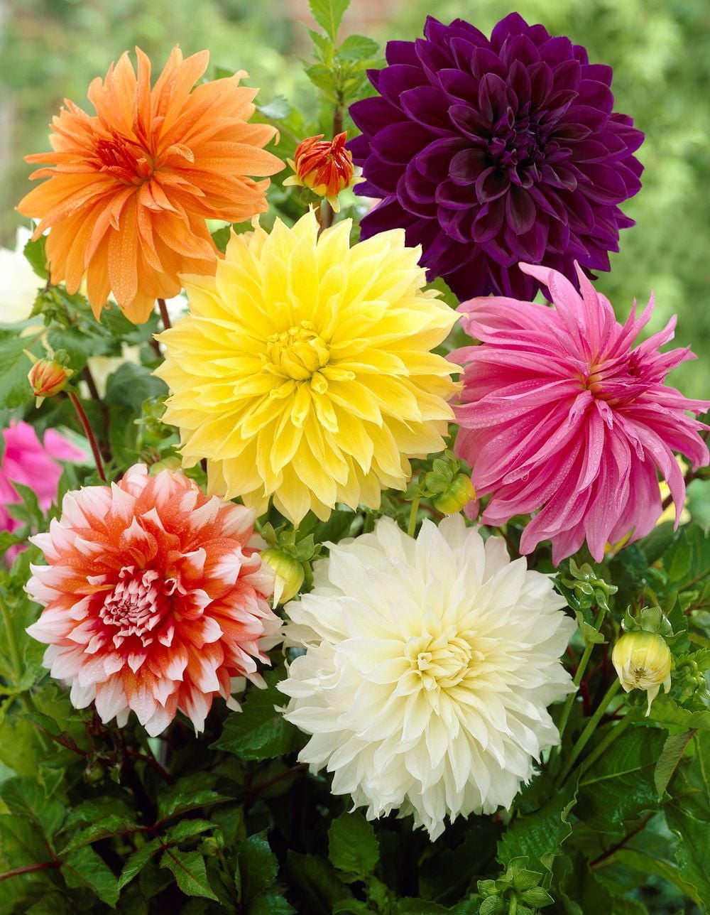 TASC Flower Bulbs Dahlia Decorative Dinnerplate Assorted (3 Bulbs)