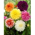 thumbnail image 1 of TASC Flower Bulbs Dahlia Decorative Dinnerplate Assorted (3 Bulbs), 1 of 1