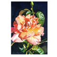 thumbnail image 2 of Trademark Art "Royal Rose" Canvas Wall Art by David Lloyd Glover, 2 of 3