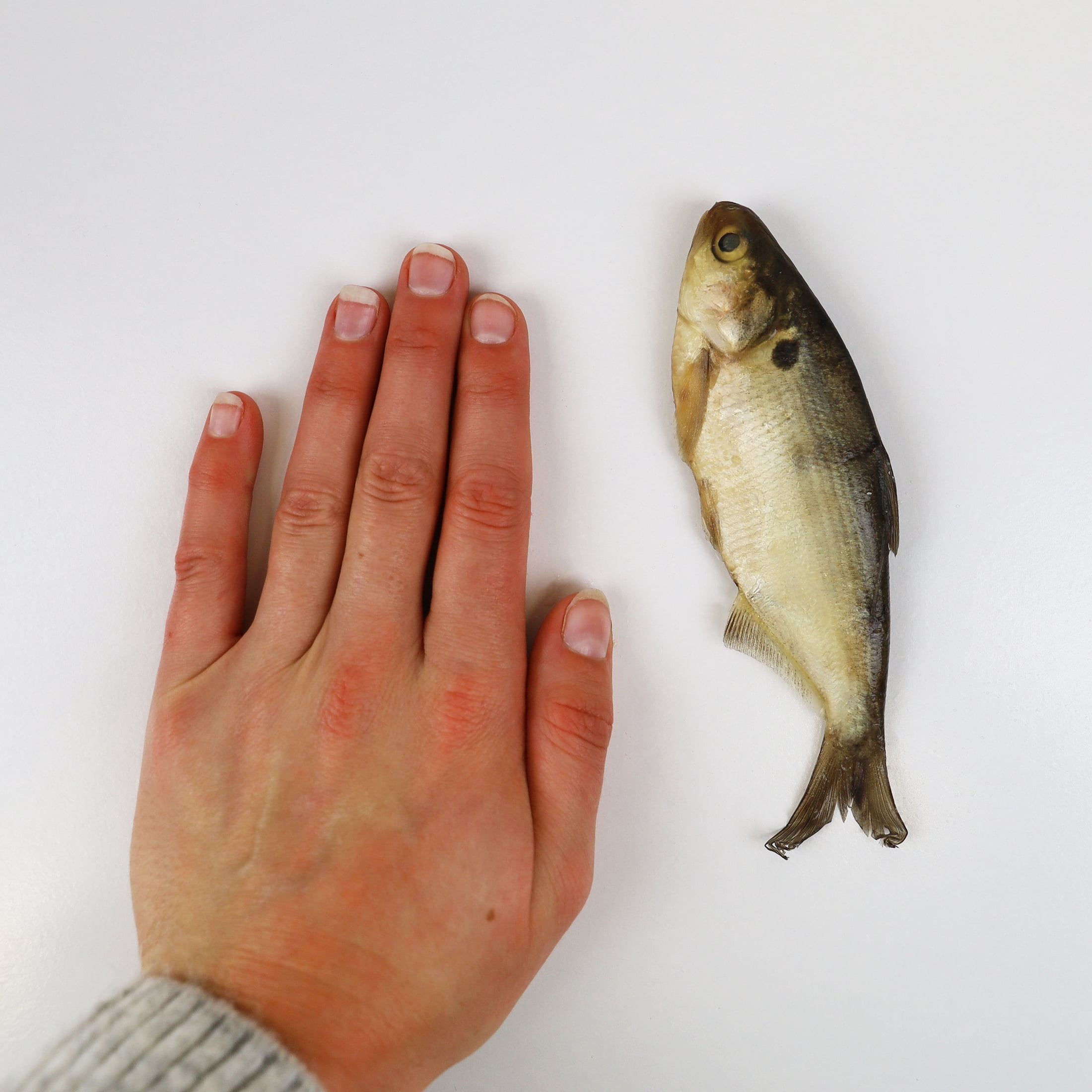 Magic Preserved Shad Bait 4 oz. – Natural Color
