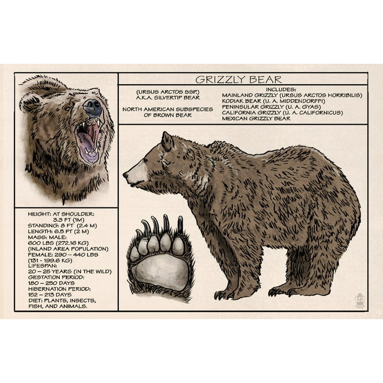 Grizzly Bear, Technical (100% Cotton Tea Towel, Decorative Hand Towel,  Kitchen and Home)