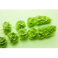 thumbnail image 2 of Bells of Ireland Flower Seeds - 30 Seeds - Rare Green Flower Petals - Excellent for Cut Flower Display, Grow The Luck of The Irish, 2 of 2