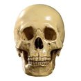 thumbnail image 2 of SZTXJ Model 1: 1 Resin Human Skull Anatomical Teaching, Decoration Skull, Medical Training, Halloween Party (Yellow), 2 of 5