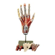 Muscles of the Hand Model