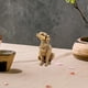 thumbnail image 3 of Estatuilla de perro de latón, escultura de perro en miniatura, mini estatua de perro hecha a mano, adorno de escritorio para perro, decoración de, 3 of 9