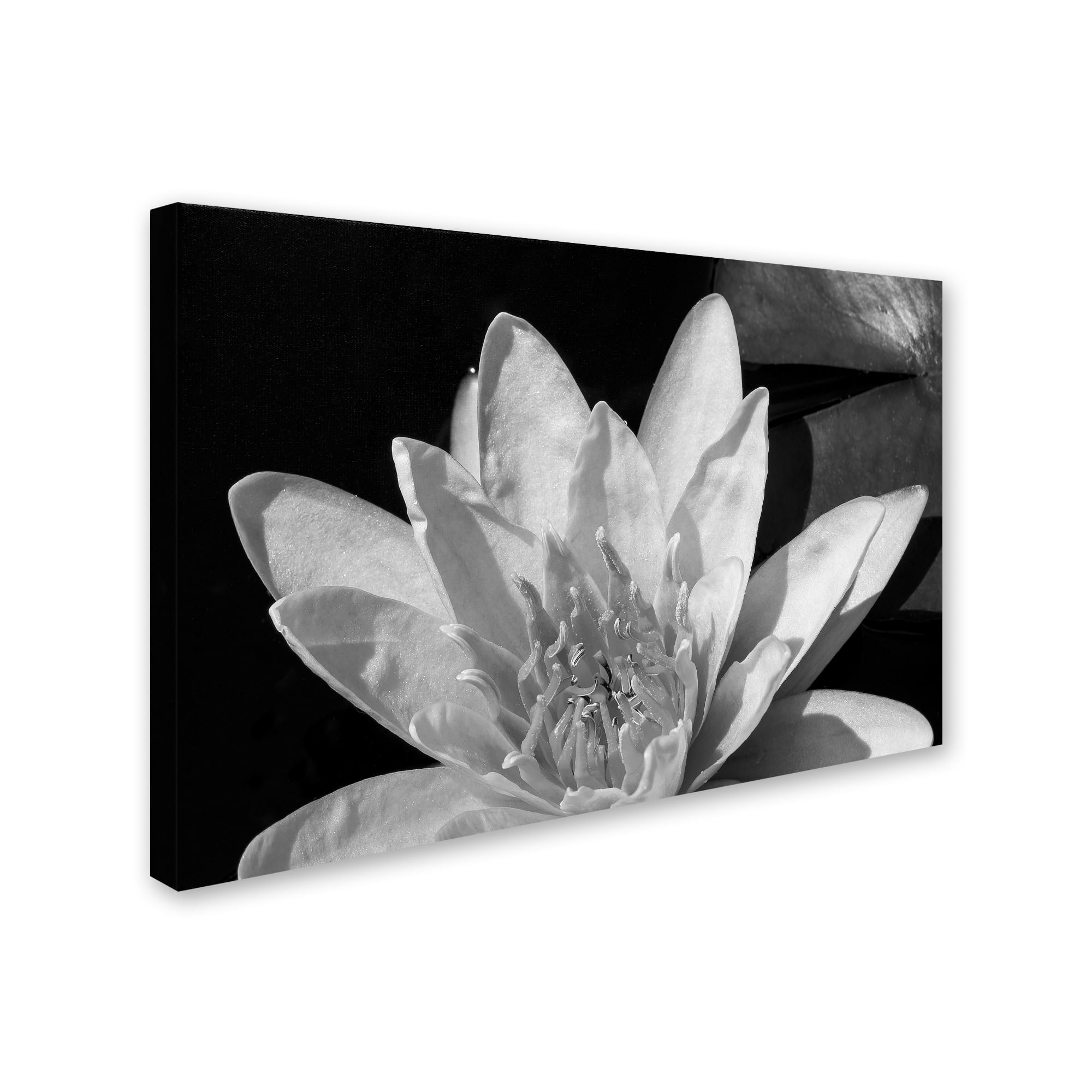 Trademark Fine Art "Water Lily in Black and White" Canvas Art by Kurt Shaffer