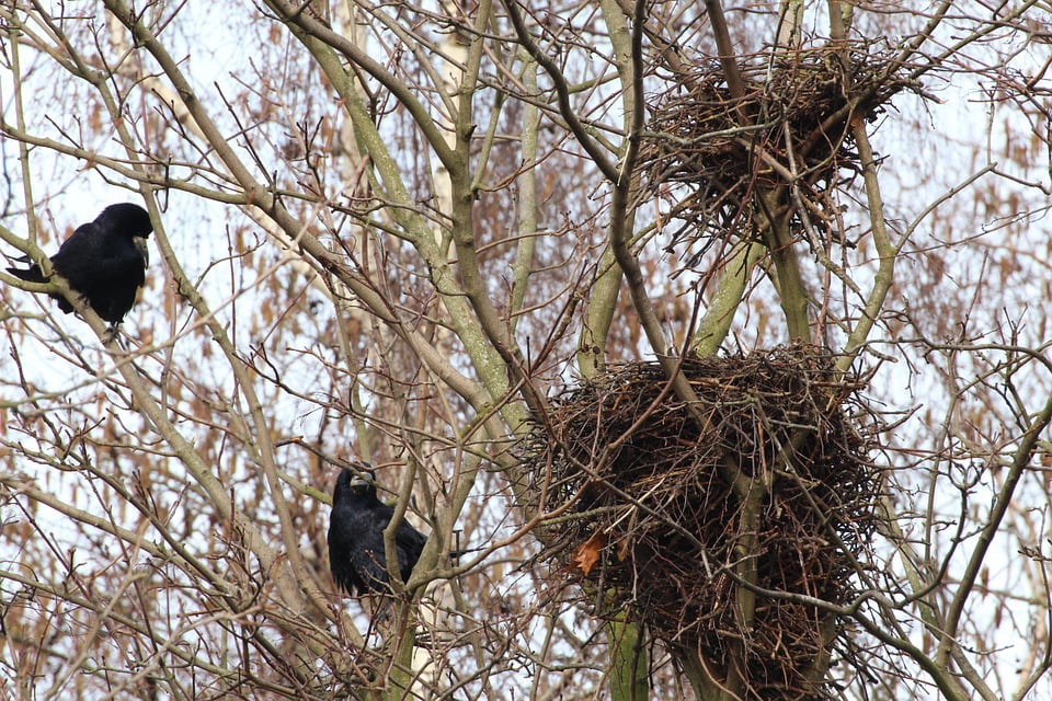 Bird Nests Crow Nest Crow's Nests Birds Nests-20 Inch By 30 Inch ...
