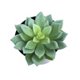 thumbnail image 5 of Simulaciones Mini suculentas Plantas artificiales de plástico falso Decoraciones para la sala de estar del jardín del hogar Advancent JJ18127-03, 5 of 6