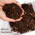 thumbnail image 3 of Organic Money Tree Soil Mix 2qt, Indoor Plants Potting Mix for All Potted Money Tree, Grow Healthy houseplants Indoors, 3 of 3