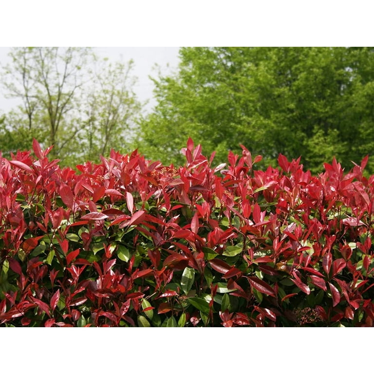 Photinia Red Tip 1 Extra Large 3 Gallon Plant Photinia x Fraseri Evergreen Landscape Hedge Shrub