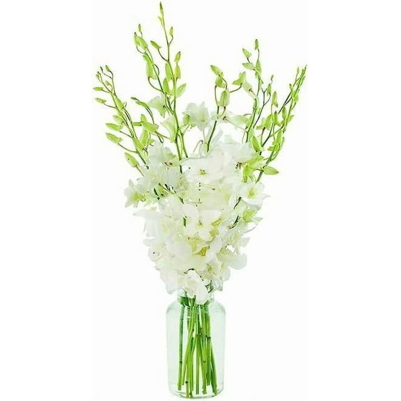 KaBloom 10 White Dendrobium Orchids, Next-Day Delivery