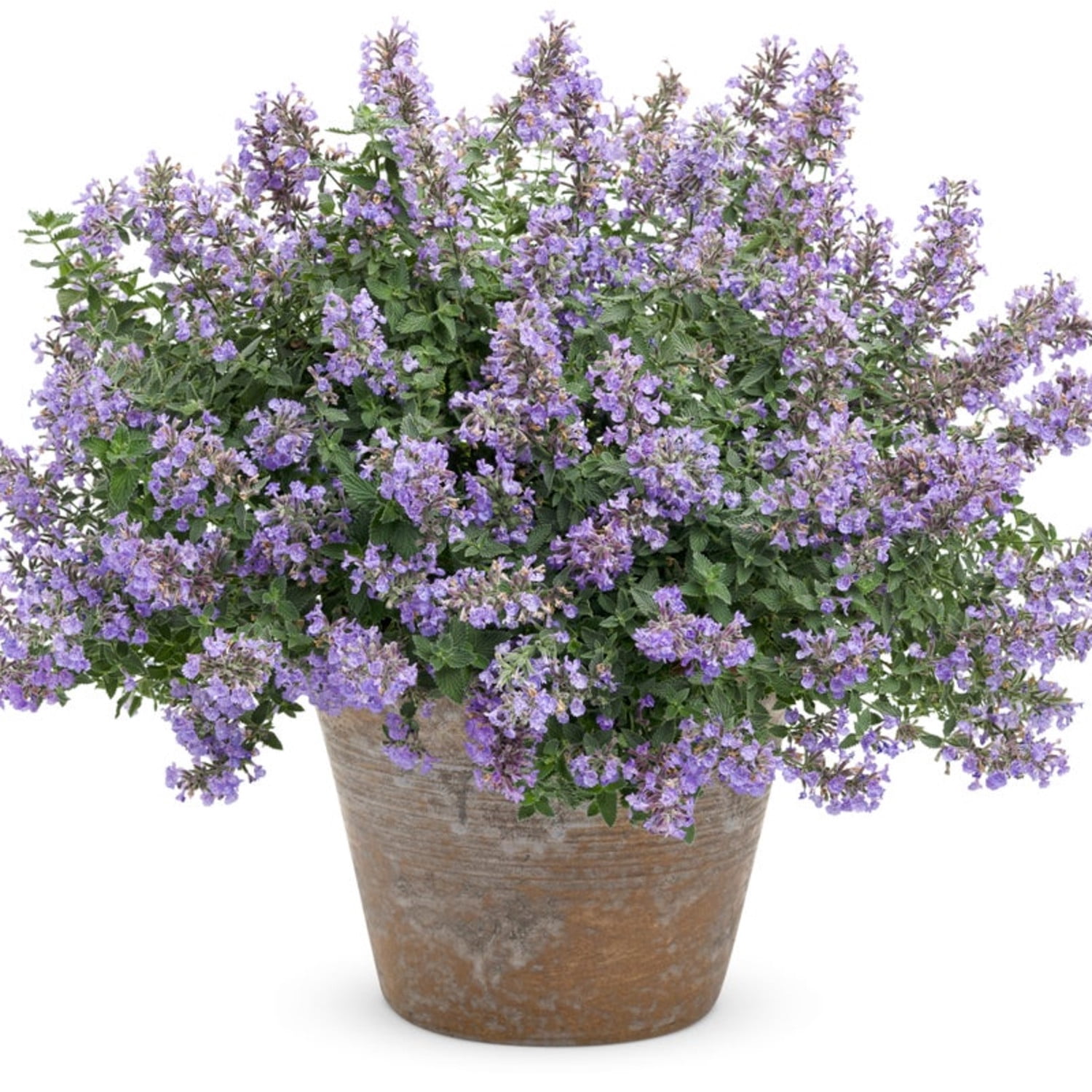 Proven Winners 6" Blue 'Cat's Meow' Catmint Live Plant in 6.5" Pot