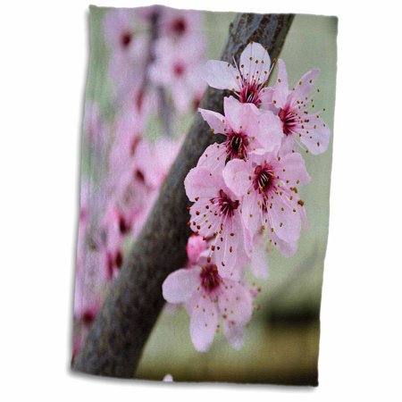 3dRose Pretty Spring Floral- Cherry Blossom Flowers- Photography - Towel  15 by 22-inch