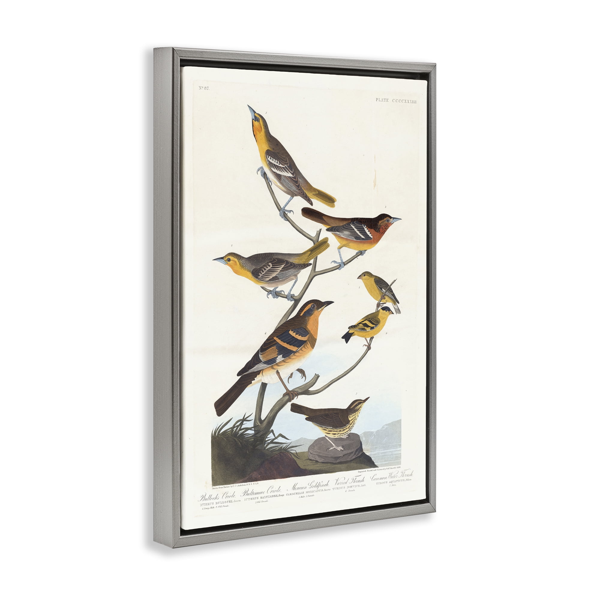 Stupell Industries Classic Bullock's Oriole Study Animals Painting Gray Floater Framed Canvas Art Print Wall Art, 17 x 25