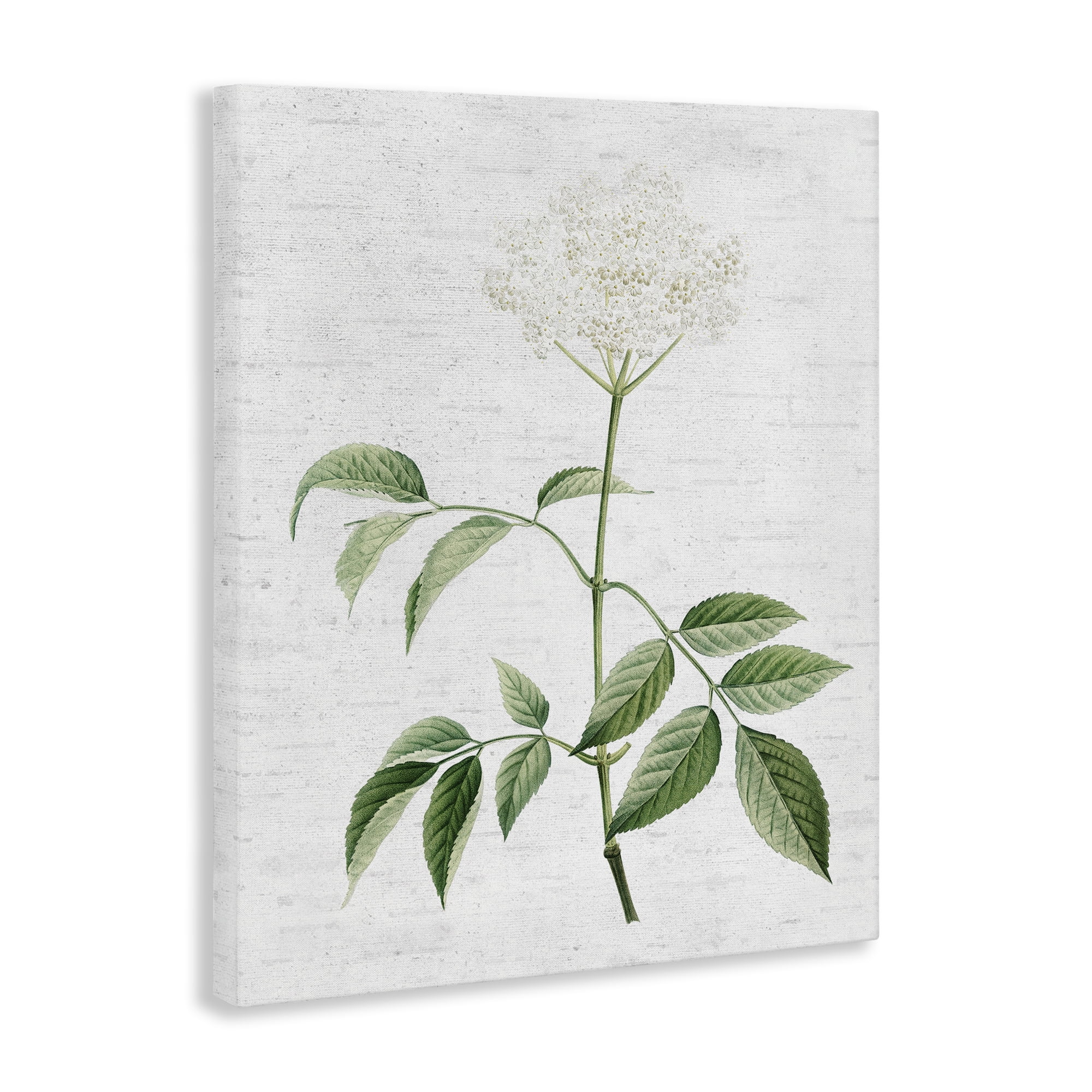 Stupell Industries Subtle Neutral Flower Botanical & Floral Painting Gallery Wrapped Canvas Art Print Wall Art, 16 x 20