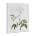thumbnail image 3 of Stupell Industries Shabby Chic Subtle Neutral Flower Canvas Art, 16 x 20, by Lettered and Lined, 3 of 8