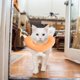 thumbnail image 4 of FESTFENDS Collar De Recuperación Para Mascotas Heridas Con Material Suave Y, 4 of 6