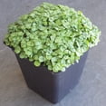 thumbnail image 4 of Basil Seeds - Anise - 5 Lb ~160,000 - Culinary Herb Gardening & Microgreens Seeds - Non-GMO, Heirloom, Open Pollinated, Annual, 4 of 6