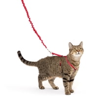 PetSafe Come With Me Kitty Harness and Leash for Cats, Adjustable, Medium, Red
