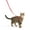 Red, variant on PetSafe Come With Me Kitty Harness and Leash for Cats, Adjustable, Medium, Red