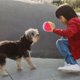 thumbnail image 3 of Dog Ball Toy Chewable Plush Ball Toy Pet Squeaky Ball Stuffed Plush Ball, 3 of 3