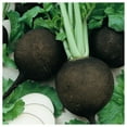 thumbnail image 3 of Everwilde Farms - 250 Organic Black Spanish Round Radish Seeds - Gold Vault Jumbo Bulk Seed Packet, 3 of 5