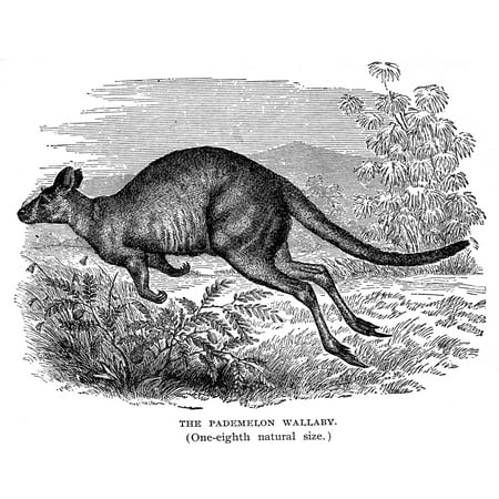 Stretched Canvas Art Pademelon Wallaby Nthe Pademelon Wallaby