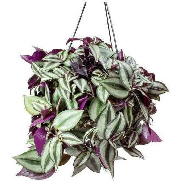 faux succulent plant Faux Succulent Centerpiece