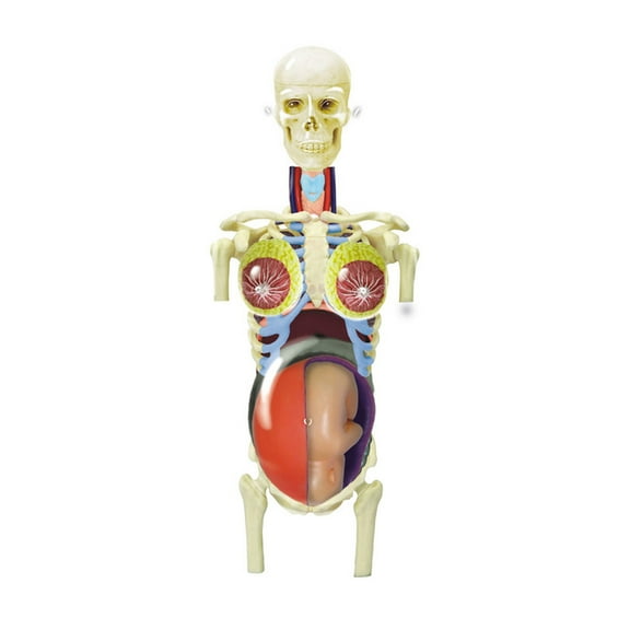 Tedcotoys Human Anatomy - Transparent Pregnancy Model