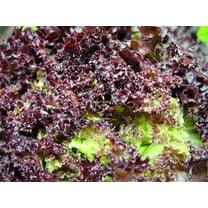 3000 Seeds RUBY LEAF LETTUCE Red Loose Leaf Heirloom Lactuca Sativa Vegetable Seeds