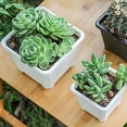 Mdesiwst Easy Planting Flower Pot Good Weight Capacity Plastic Modern mdesiwst-easy-planting-flower-pot-good-weight-capacity-plastic-modern