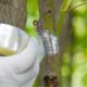 thumbnail image 4 of 100m Self-adhesive Fruit Tree Grafting Tape Tools Nursery Stretchable, 4 of 5