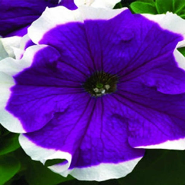 Petunia Frost Series Flower Garden Seed 1000 Pelleted Seeds Velvet Colored Blooms Annual