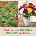 thumbnail image 5 of Harris Seeds Zinnia Benarys Giant Mix Flower Seeds for Planting - 10K Seeds, 5 of 7
