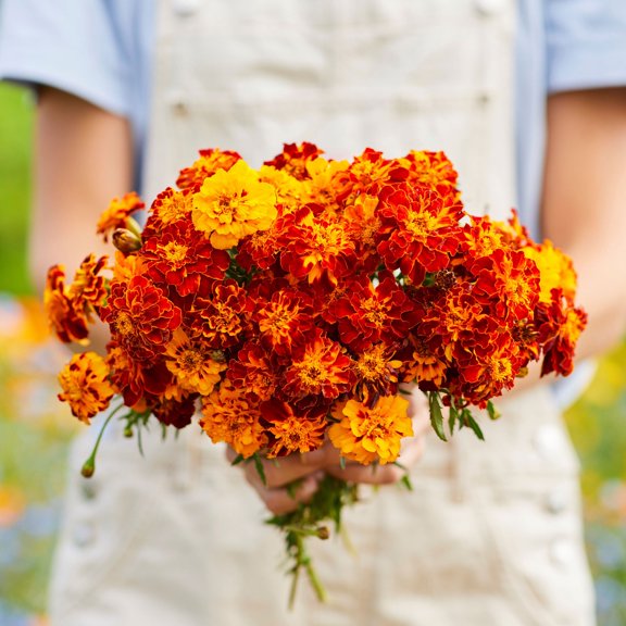 Eden Brothers French Marigold Seeds - Panther