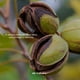 thumbnail image 5 of Dr. Natural Jabón de Castilla Black. 141g, 100% Natural y Orgánico, Hipoalergénico y Ultra Hidratante para Todo tipo de Piel, Hecho de Plantas y Aceites Naturales, Para toda la Familia, Multiusos, 5 of 7