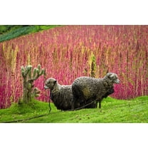 100 Seeds Organic RED HEAD QUINOA Grain Chenopodium Pink Red Head White Seeds