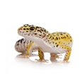 thumbnail image 2 of Leopard Gecko Eublepharis Macularius Wall Decal Sticker by Wallmonkeys Vinyl Peel and Stick Graphic (18 in W x 12 in H), 2 of 4