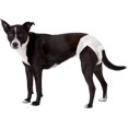 thumbnail image 2 of Dogit Diapers-Medium-15-35-Pound and Waist 16.5-21-Inch-12 Pack, 2 of 5