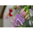 thumbnail image 5 of Sweet Pea Mammoth Mix Flower/ Annual/ Full Sun/ 225 Seeds 1 oz/ Zellajake Farm and Garden - B203, 5 of 5