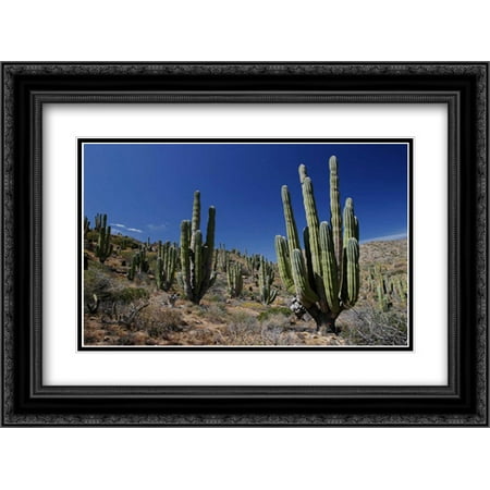 Cardon cacti in desert landscape, Santa Catalina Island, Mexico 2x Matted 24x18 Black Ornate Framed Art Print by Minakuchi,