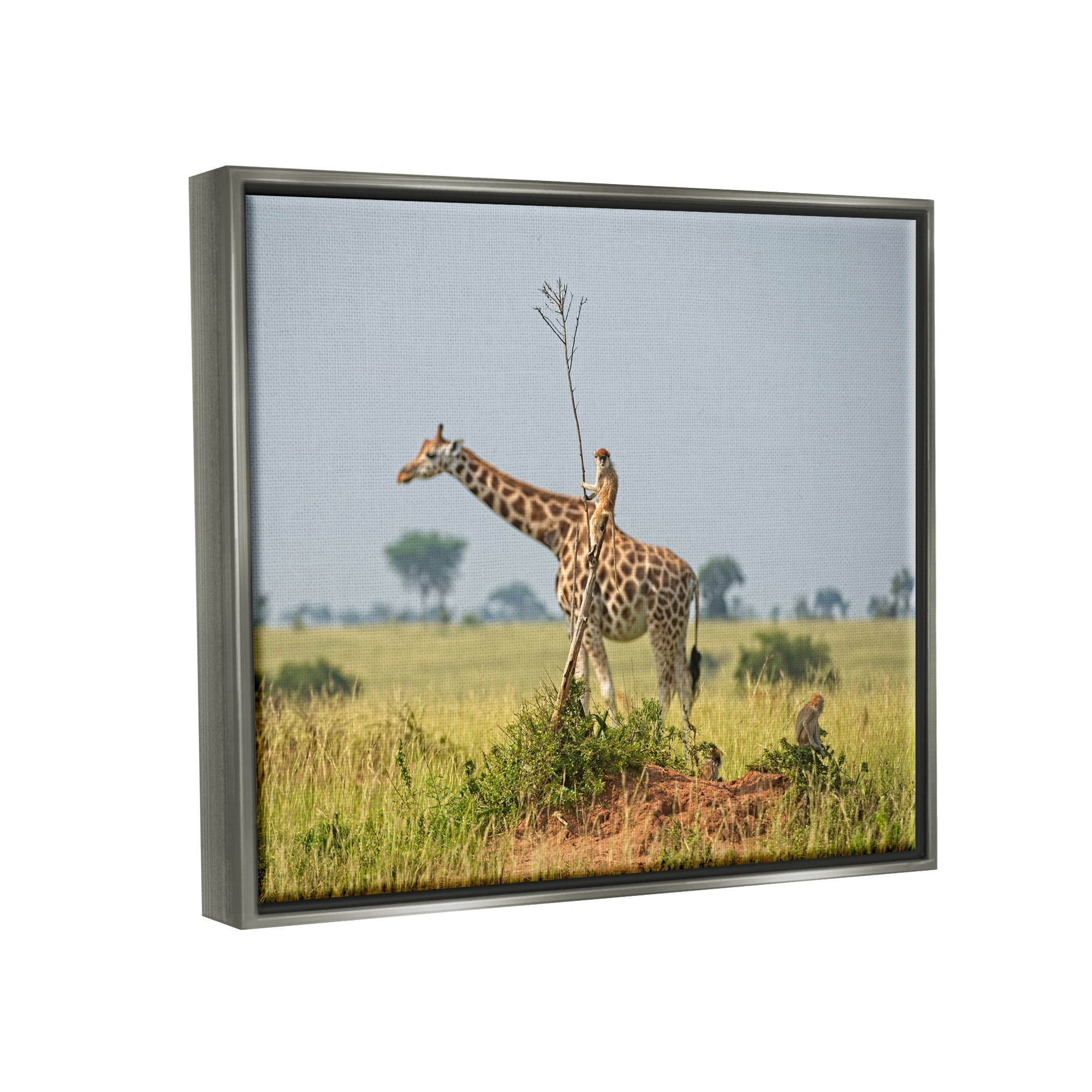 Stupell Industries Monkey Riding Giraffe Animals & Insects Photography Gray Floater Framed Canvas Art Print Wall Art, 21 x 17