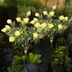 thumbnail image 1 of Luces Solares de Gardenia para Exterior | Luz LED Impermeable con Flor Artificial en Estaca | Decoración para Camino, Patio, Jardín, Terraza, Fiesta de Boda | Lámpara Solar Romántica y de Bajo, 1 of 6