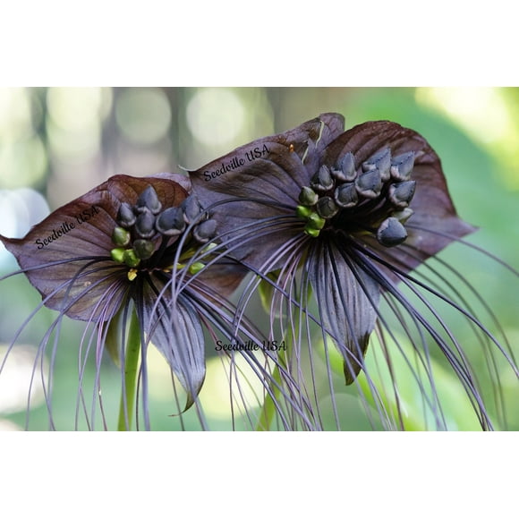 5 Fleurs de Chauve-Souris Noire ( Moustaches de Chats / Fleurs du Diable ) Tacca Chantrieri Graines de Fleurs