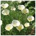 thumbnail image 3 of Everwilde Farms - 1000 White Linen California Poppy Garden Flower Seeds - Gold Vault Jumbo Bulk Seed Packet, 3 of 5