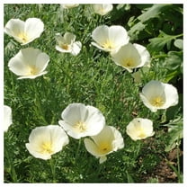 Everwilde Farms - 1 lb White Linen California Poppy Garden Flower Seeds - Gold Vault Bulk Seed Packet