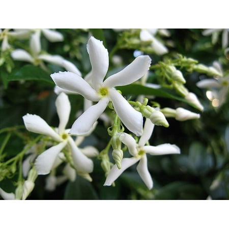 Japanese Star Jasmine Plant -Trachelospermum - 2.5