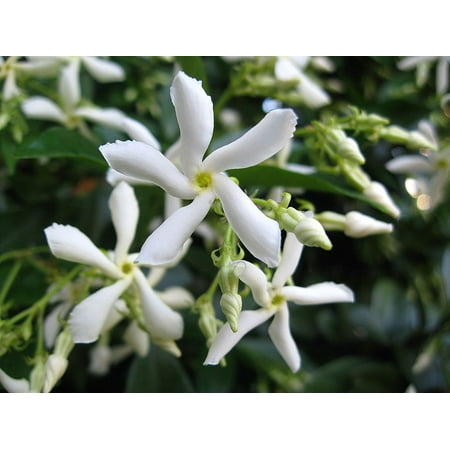 Japanese Plants Flowers - Japanese Star Jasmine Plant -Trachelospermum - 2.5