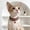 Red S, variant on Yardvibe Arab Gemstone Necklace for Cats & Dogs, Middle Eastern Necaklace for Kitten, Dogs Necaklace for Photos & Parties, Funny Role Play Festival Accessory (Red XS)