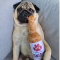thumbnail image 3 of Pawty Animals Pawson Canadian, 3 of 4